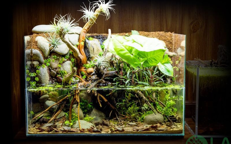 Hồ bán cạn Paludarium & Những điều bạn cần biết