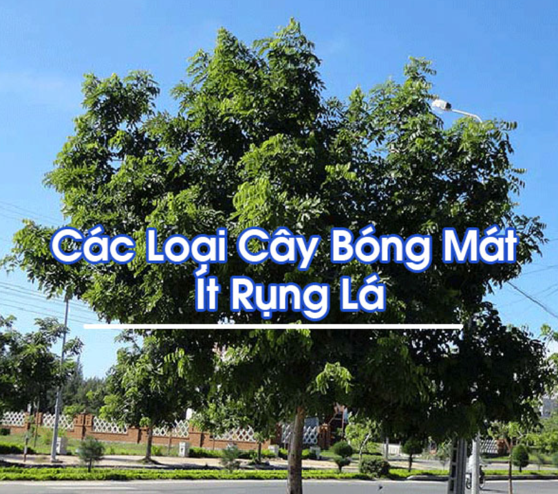 9 loại cây bóng mát sân vườn lớn nhanh, hoa đẹp, ít rụng lá 