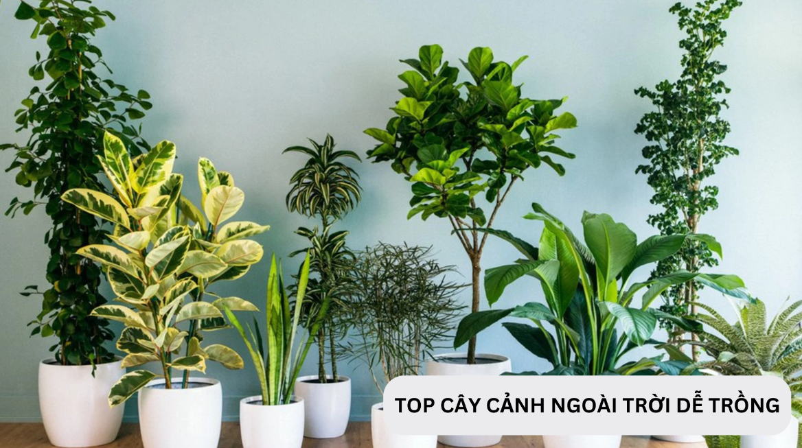 Top 13+ các loại cây cảnh đẹp ngoài trời, dễ chăm sóc 