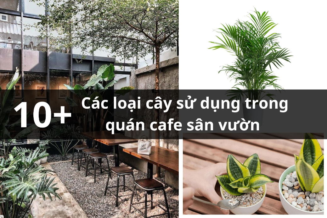 Top 10+ cây bóng mát cho quán cafe thu hút tài vượng