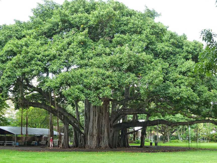 Không nên trồng cây đa trước nhà