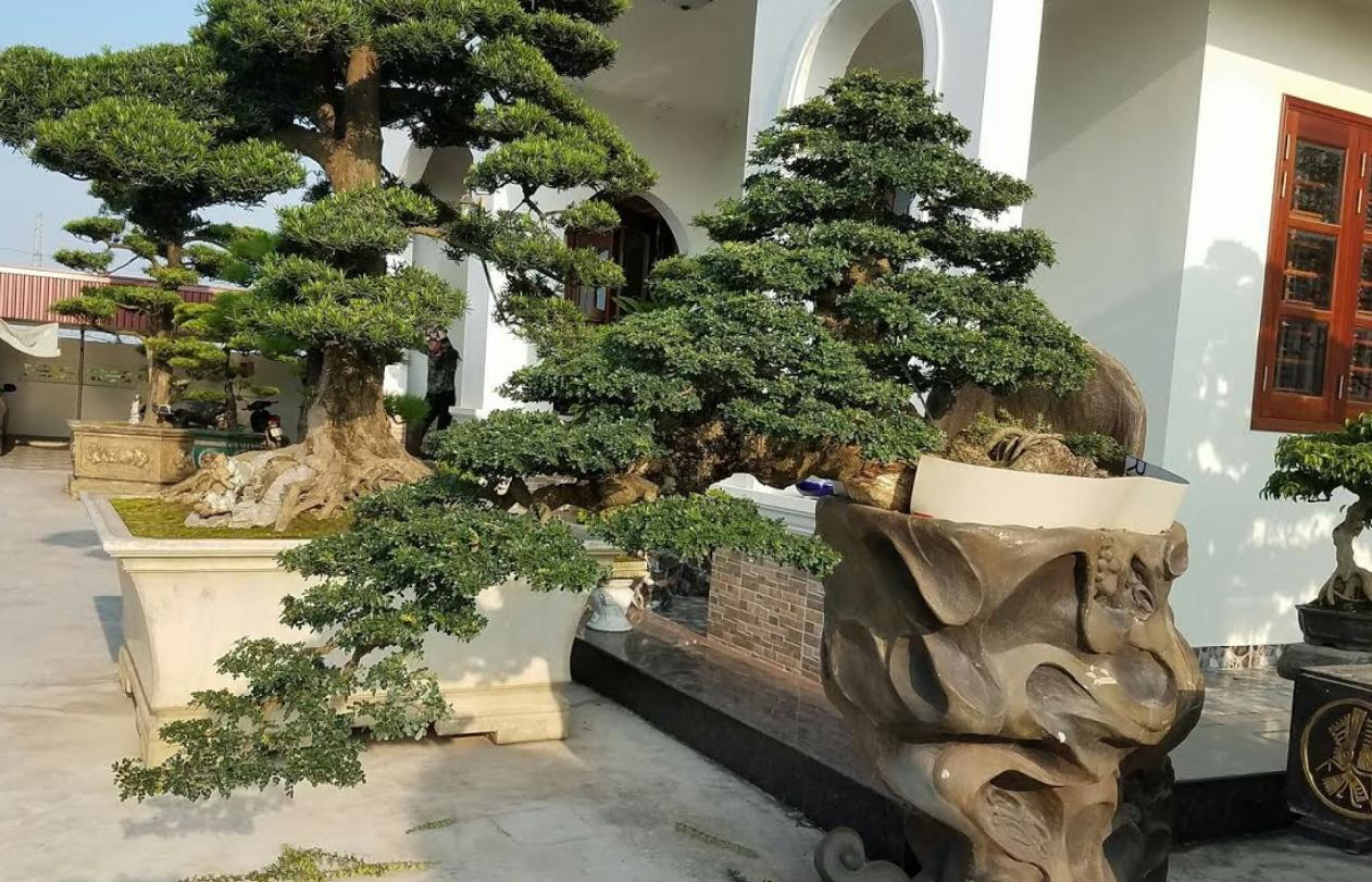 Nghệ thuật tạo dáng cây cần thăng bonsai