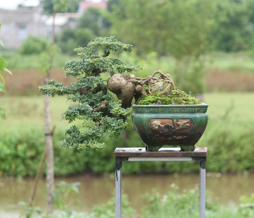 Cây cần thăng: Nghệ thuật bonsai và ý nghĩa phong thủy