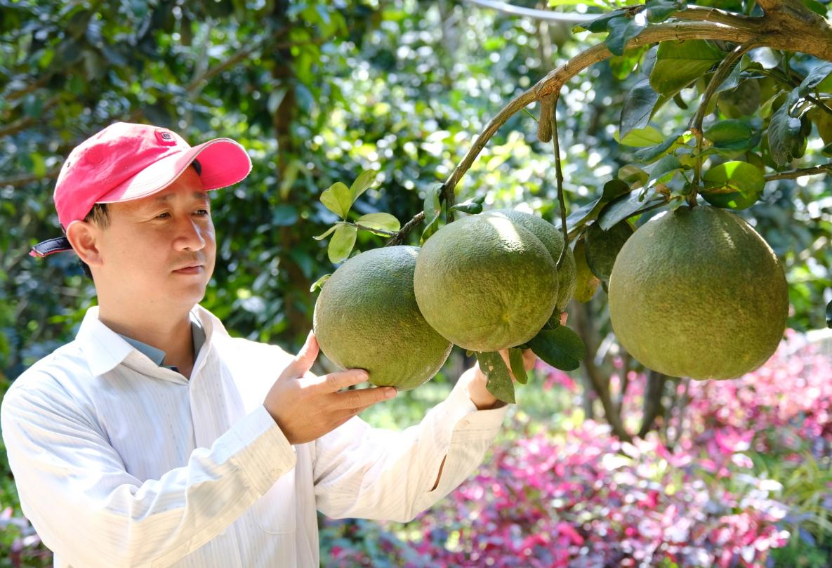 Cách trồng và chăm sóc cây bưởi