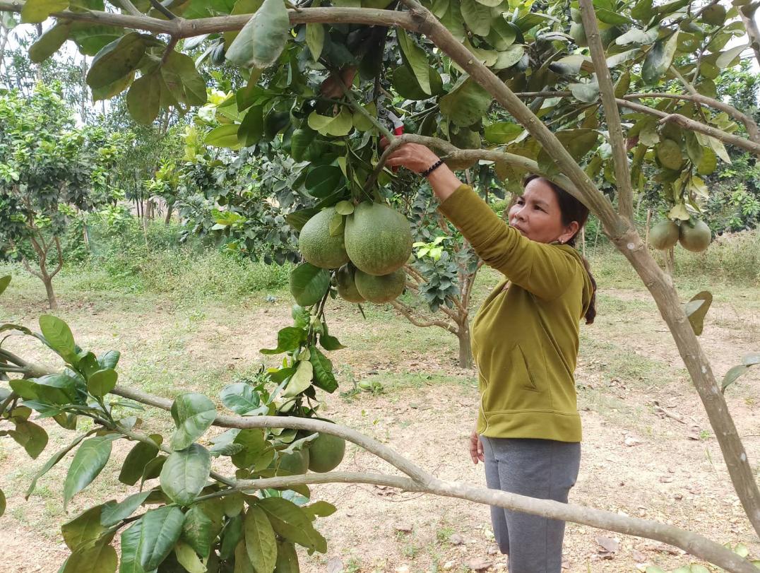 Chăm sóc cây bưởi da xanh