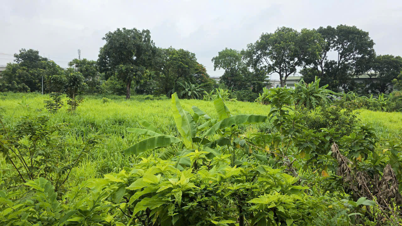 Thi công dự án khu công nghiệp Bình Hưng