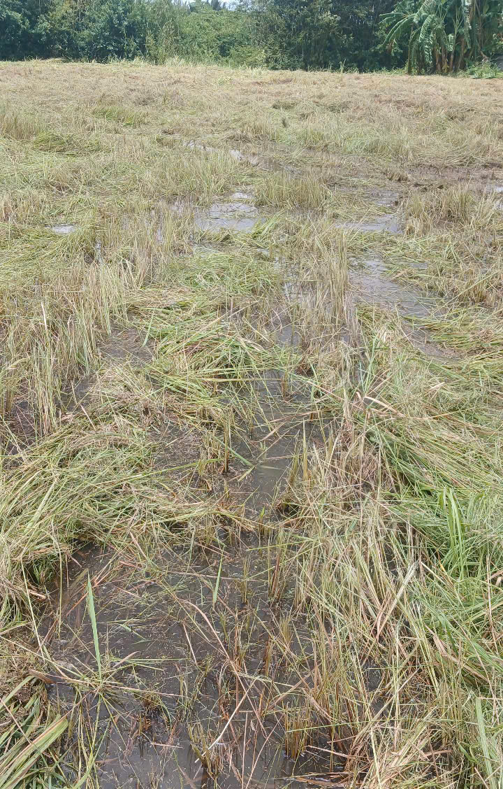 Dự án thi công khu đất thương mại Quận 8