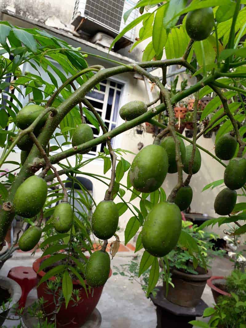 những loại cây ăn quả trồng trong chậu