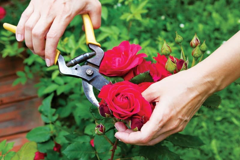 cách làm hoa hồng nở hoa to