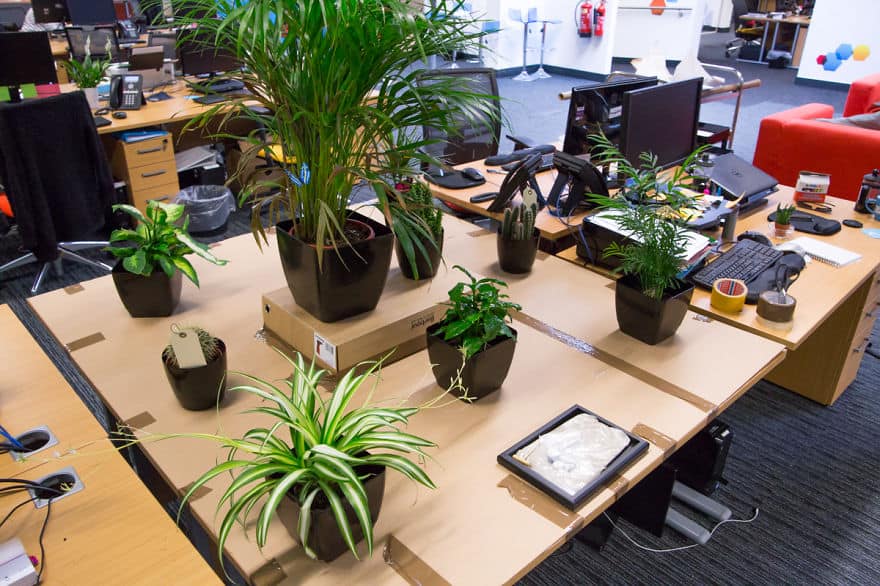 Công ty cho thuê cây xanh văn phòng tphcm