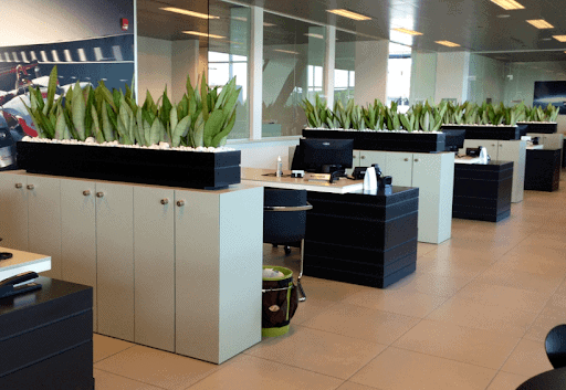 Công ty cho thuê cây xanh văn phòng tphcm