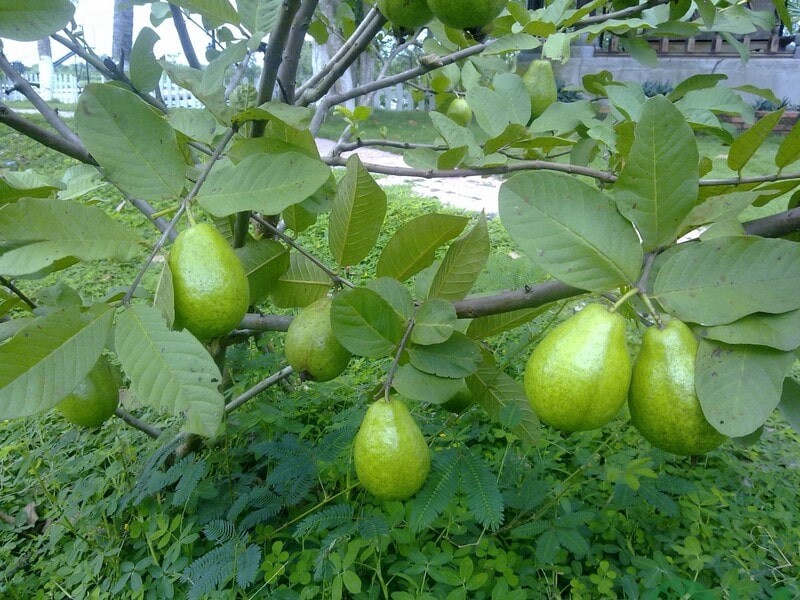 cây ăn quả trồng chậu