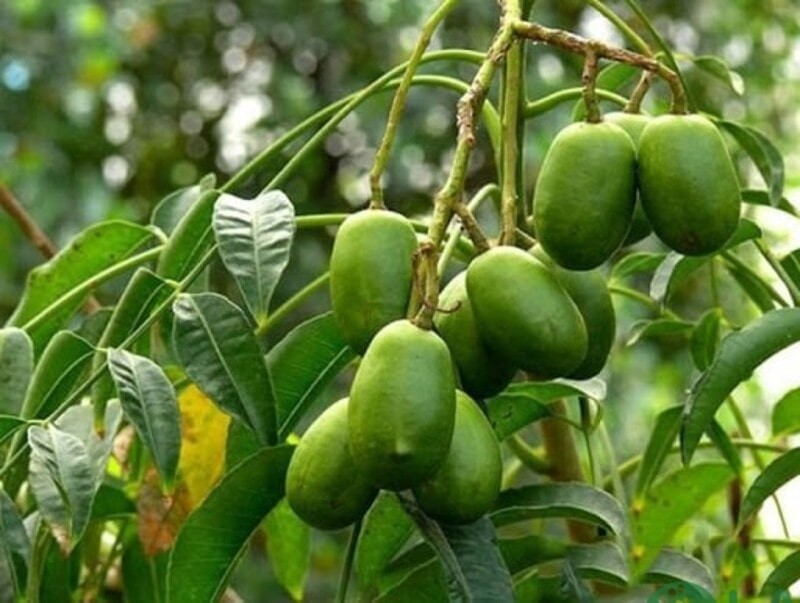 cây ăn quả trồng chậu