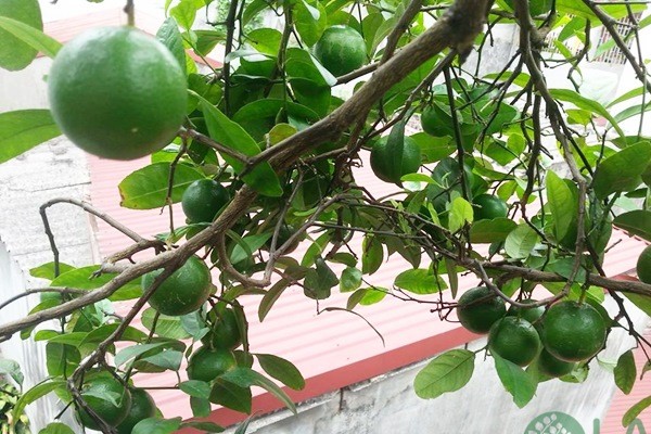 các cây ăn quả trồng trên sân thượng