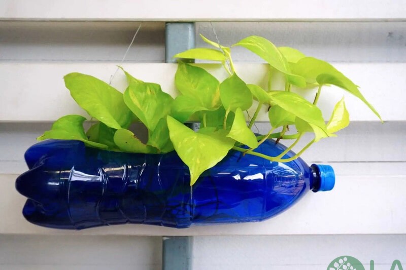 cách làm chậu trồng cây từ chai nhựa 