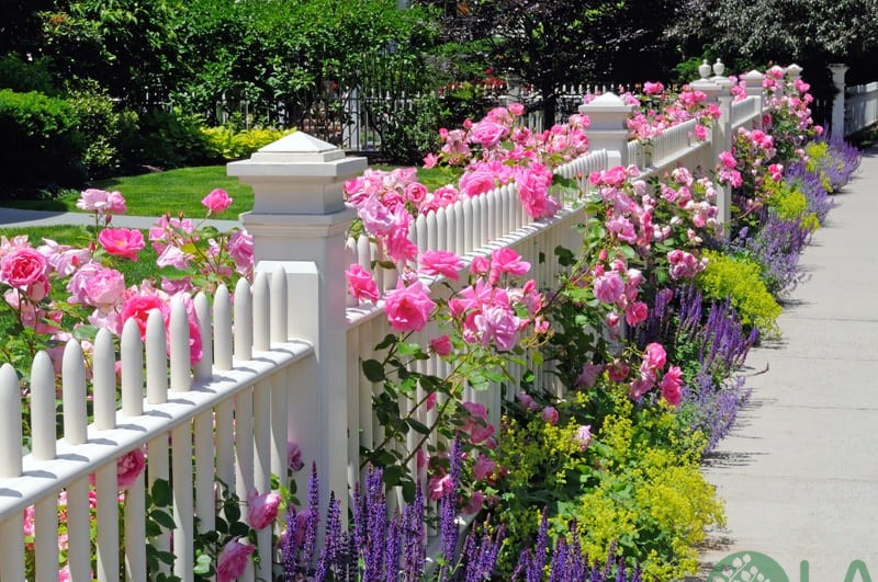 thiết kế vườn hoa trước nhà