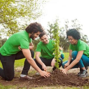 dịch vụ trồng cây xanh