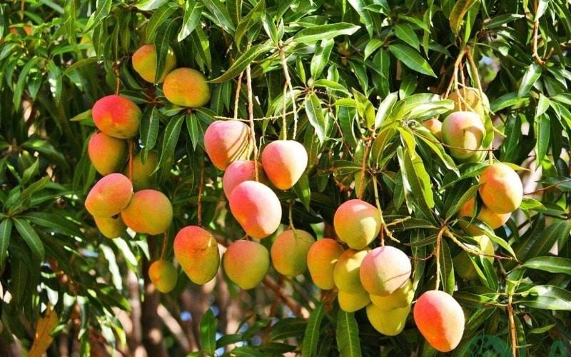 cây ăn trái dễ trồng
