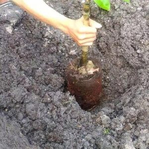 kỹ thuật trồng cây ăn quả