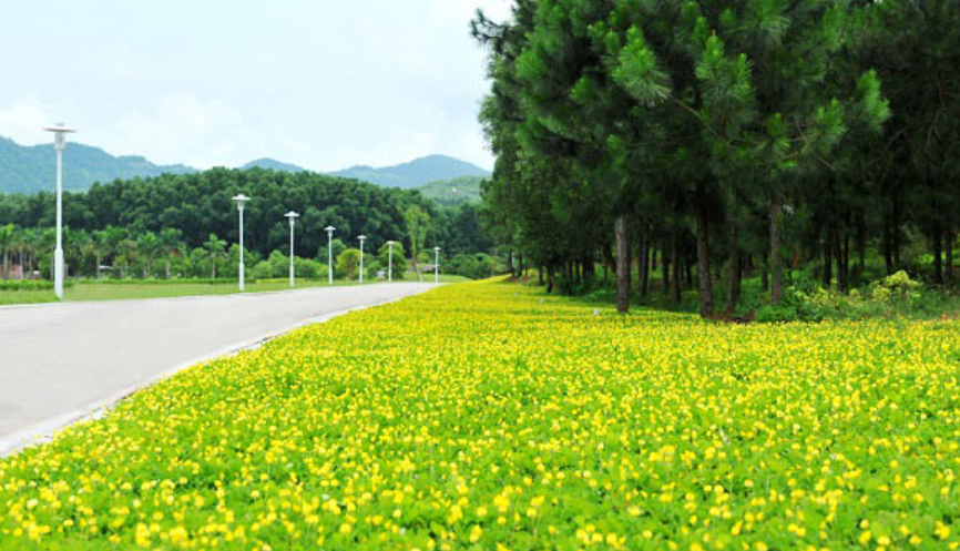 Cỏ lạc ( cỏ đậu phộng)